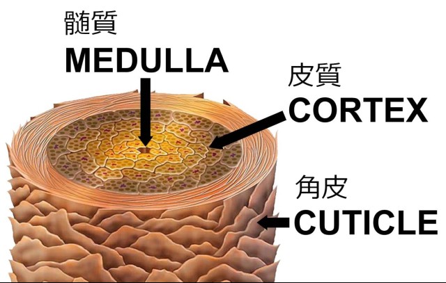 hair-structure-cortex