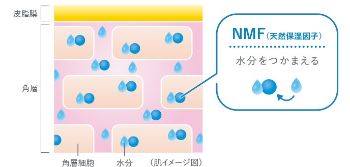 天然保湿因子 NMF